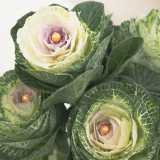 Mentre parliamo, Luigi ci mostra uno degli esemplari da lui considerati pi� belli: la brassica, dal colore verde e l�interno bianco decorato con l�aggiunta di una piccola perlina. Di solito si regala a chi ha appena avuto un neonato